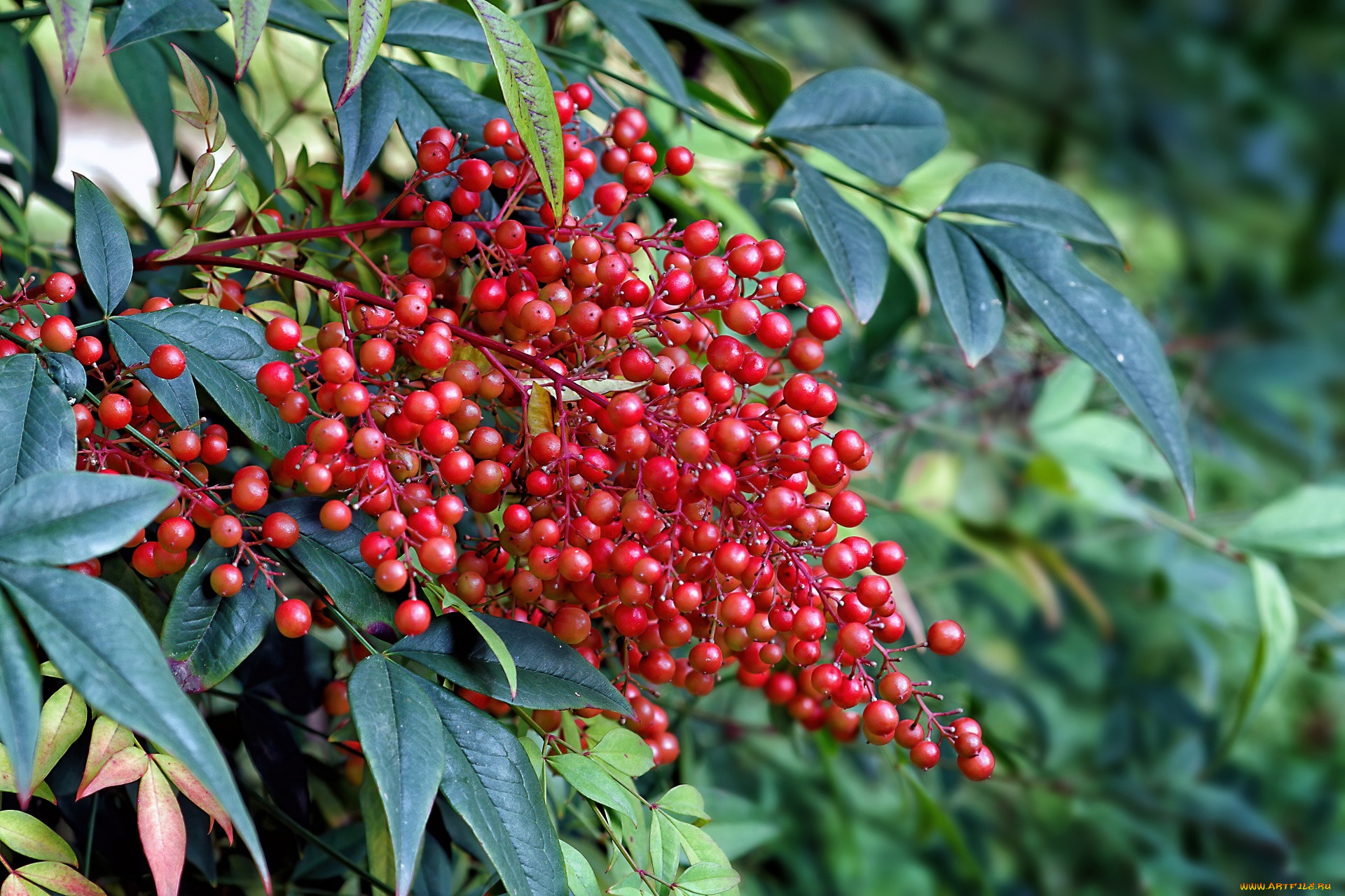 nandina domestica, , , nandina, domestica